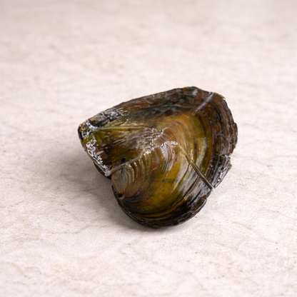 Oyster Pearl Love Necklace DIY Kit – Open Your Own Pearl Gift Set For Her - Valentine Gift